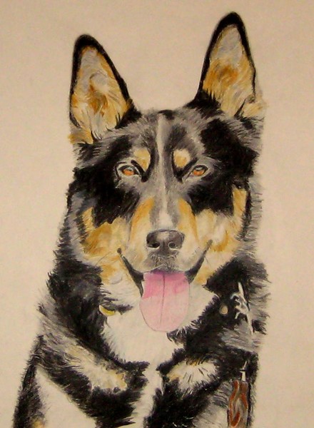 East Siberian Laika