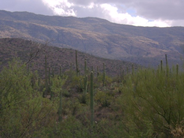 Long Way Up those Mountains