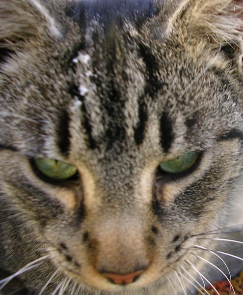 Serious Kitty