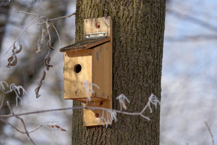 box for birds in tree