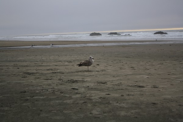 seagle on the beach