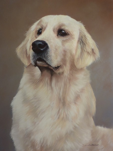 Golden Retriver Portrait
