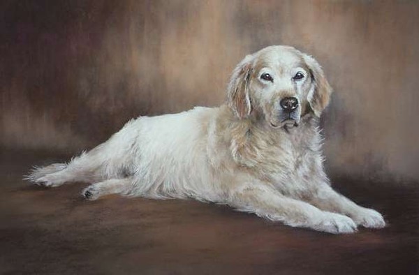 Golden Retreiver