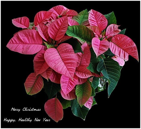 2010 Seasons Greetings