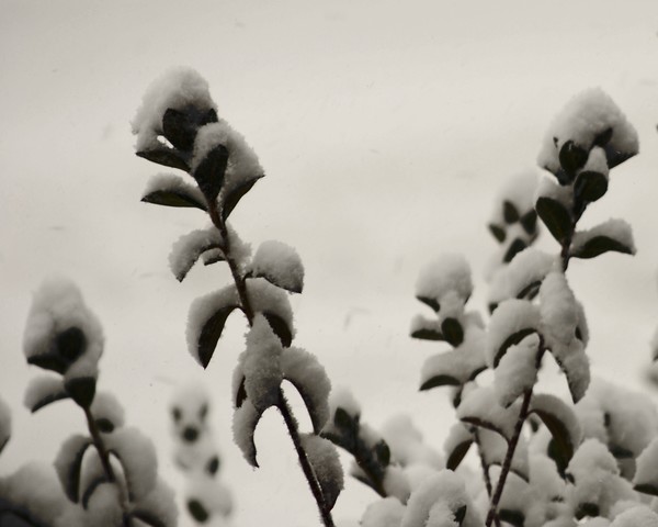 Snow Topped Azalea in Sepia