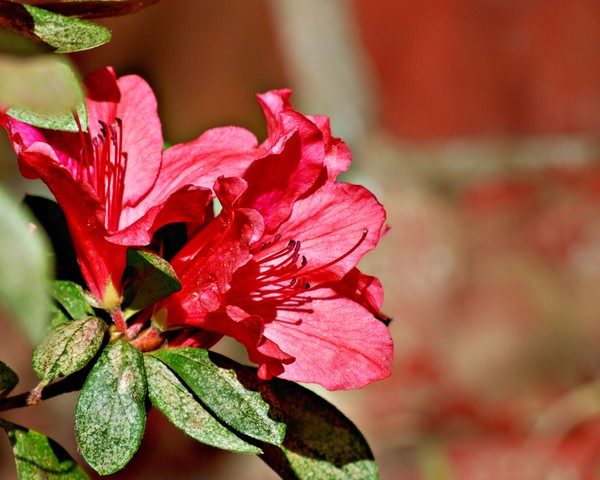 azalea