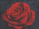 red rose