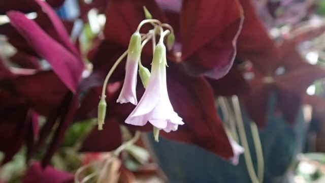 P2070016