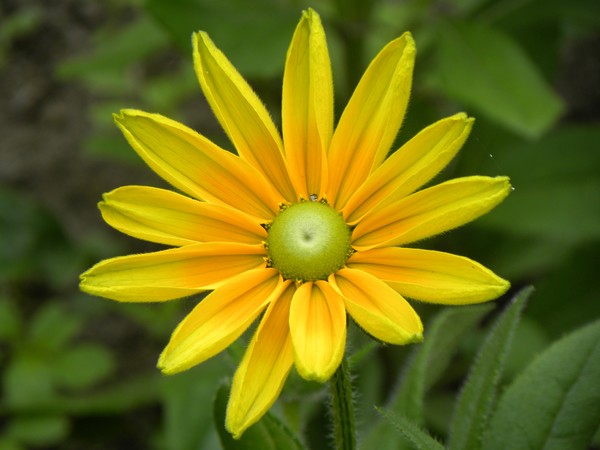 Yellow Flower in the Garden