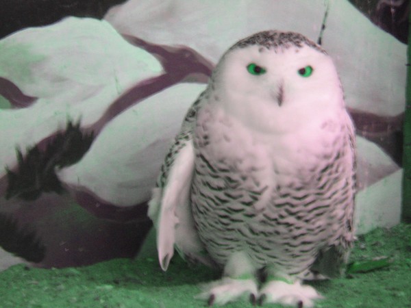 snowy owl
