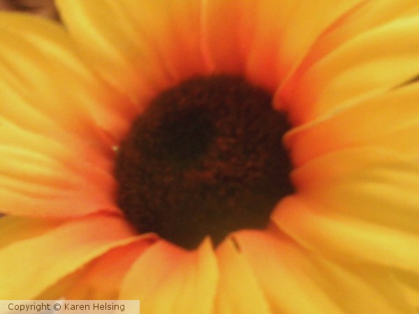 Sunflower Sunshine