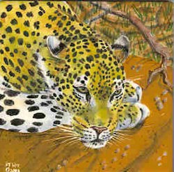 Leopard Taking a Break