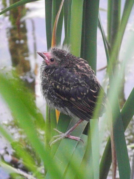 Marsh Fledgling