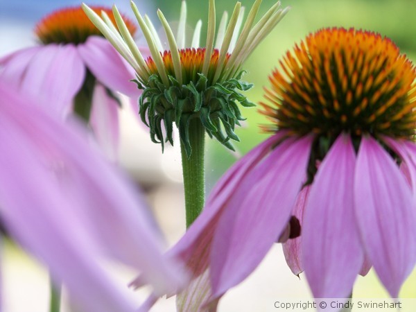 Coneflowers