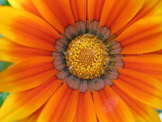 Blanket Flower