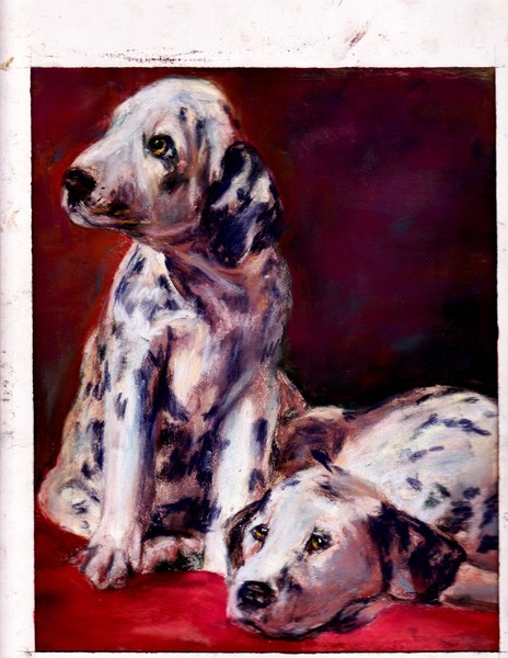 Dalmatian Pups