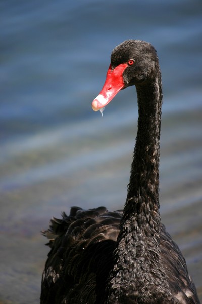 Black Swan