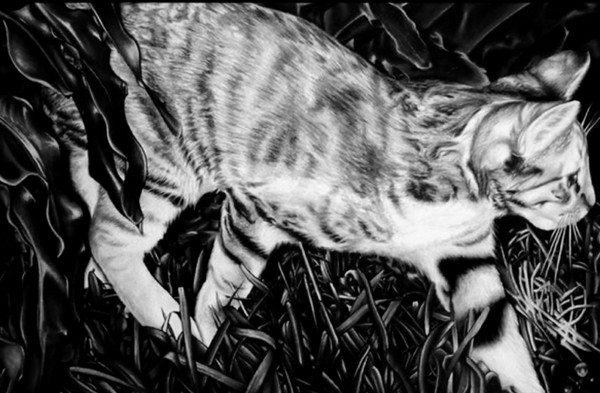 my cat