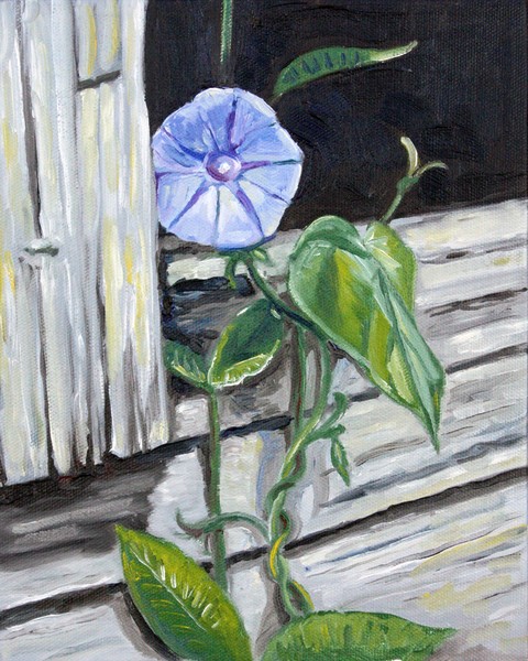 Wall flower (morning glory against barn study)