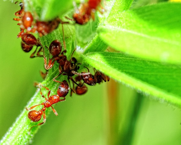 Ants in my Coffee..