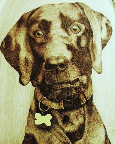 Grady The Black lab