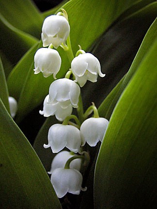 Lily of the Valley