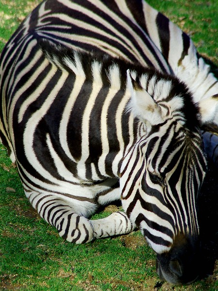 The Zebra