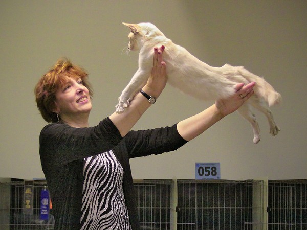 At the Cat Show #1