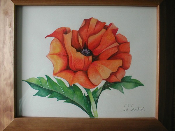 Orange poppie