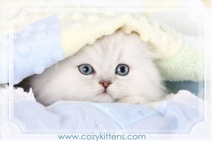 Cozy Kittens & Sue Johnson - www.cozykittens.com