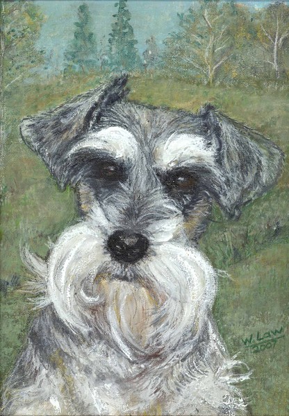 Taffy - In Loving Memory