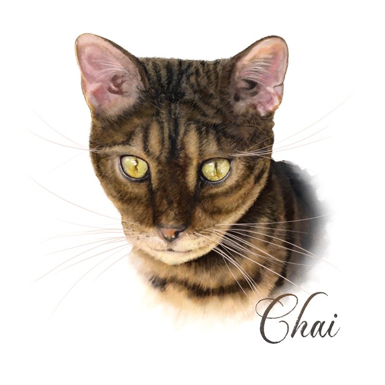 Illustration of Chai the cat