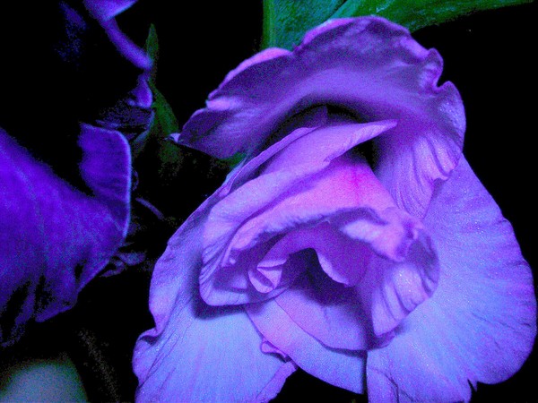 Flower lover
