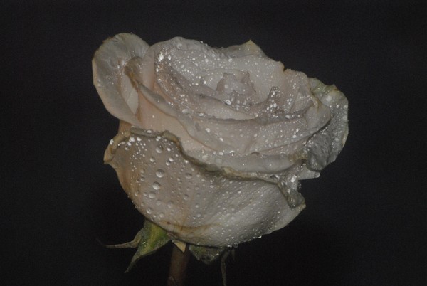 White Rose