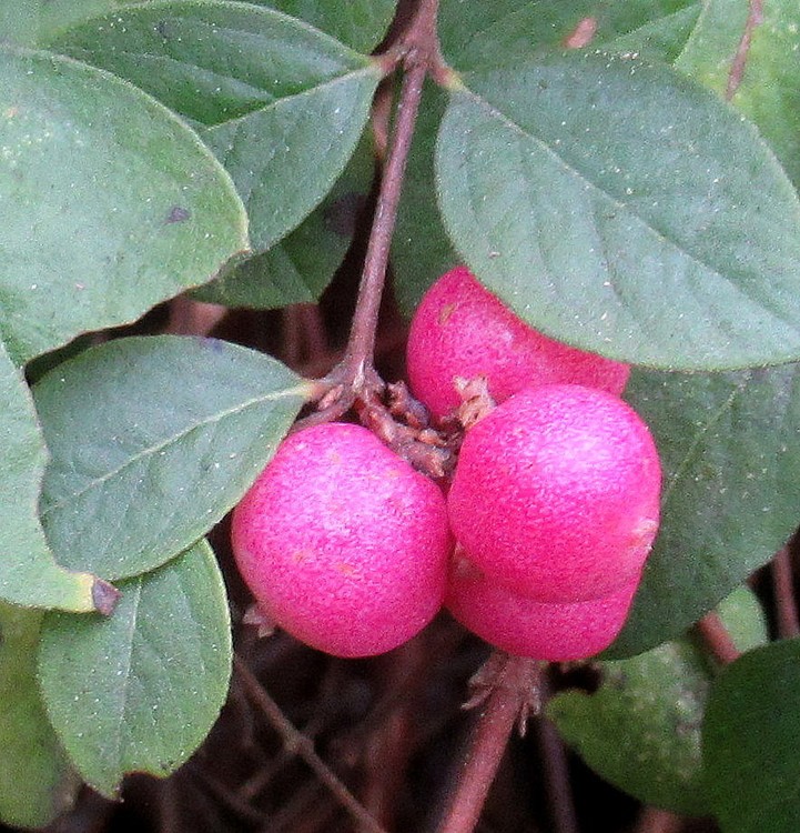 PINK BERRIES
