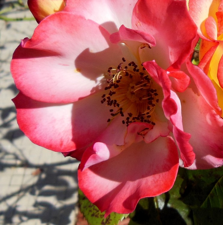 A ROSE FOR YOU !