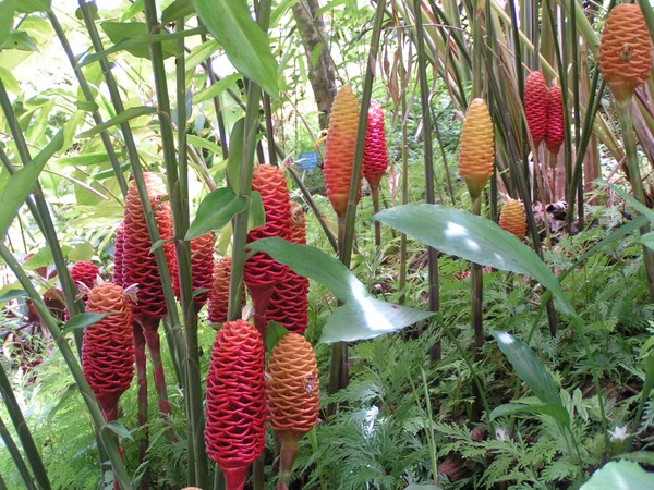 Beehive ginger