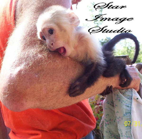 BABY MONKEY