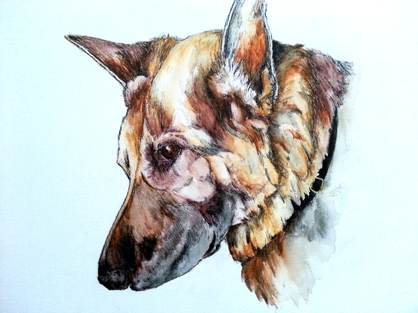 Dog