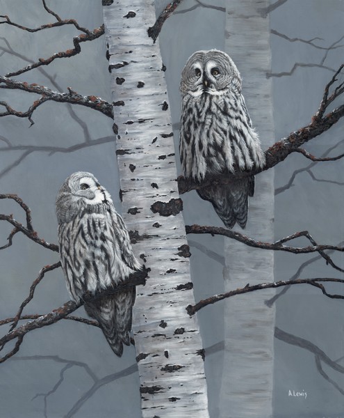 Great Grey Owls