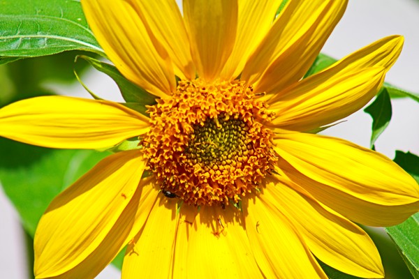 Let the Sunshine
