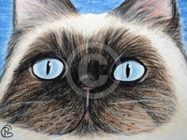 Himalayan Cat