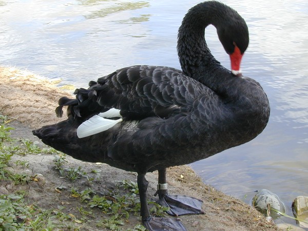 A River Buddy