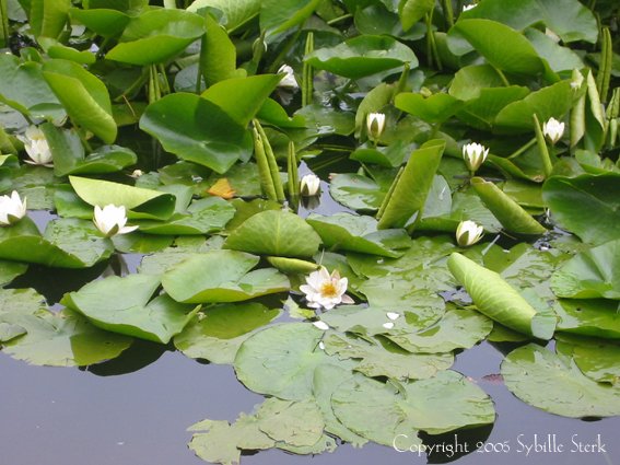 Water Lilies