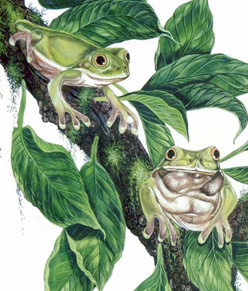 Tree Frogs