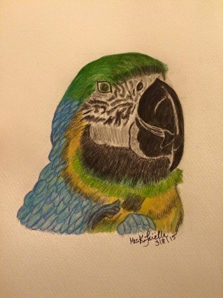 parrot picture