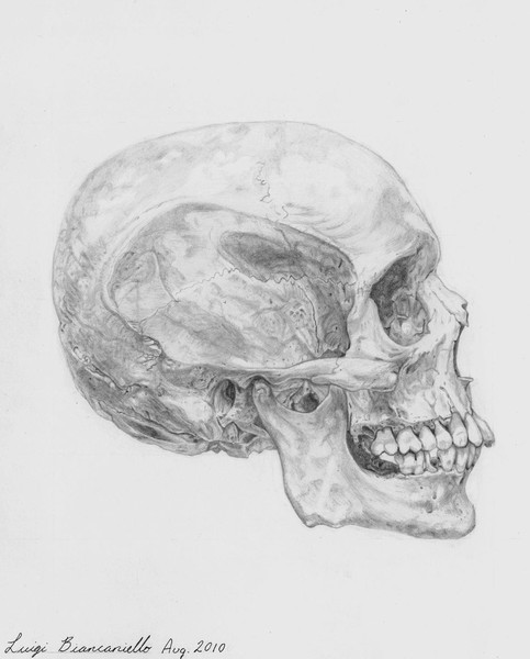 Skull