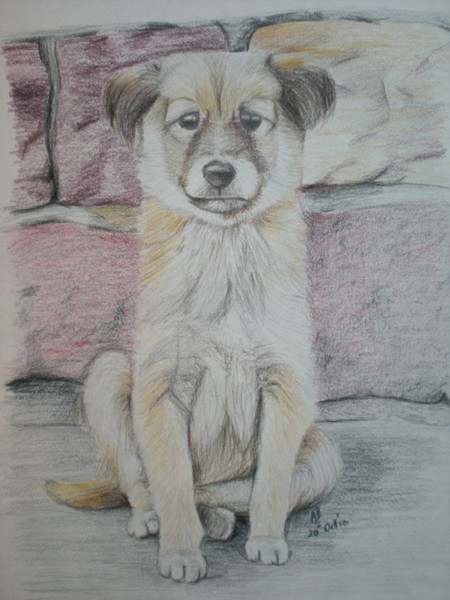 Dog