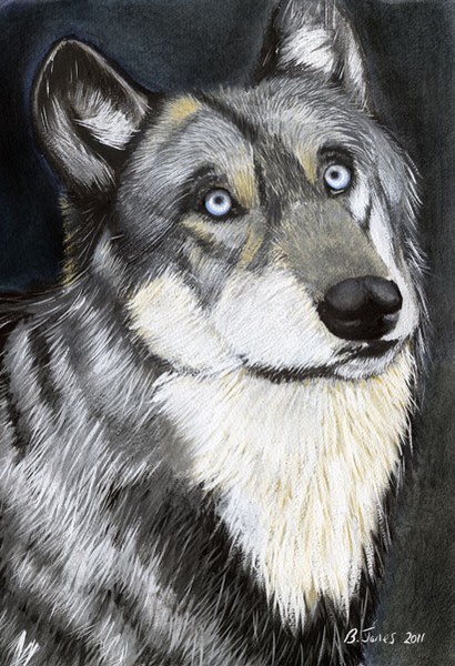 A Wolf's Stare
