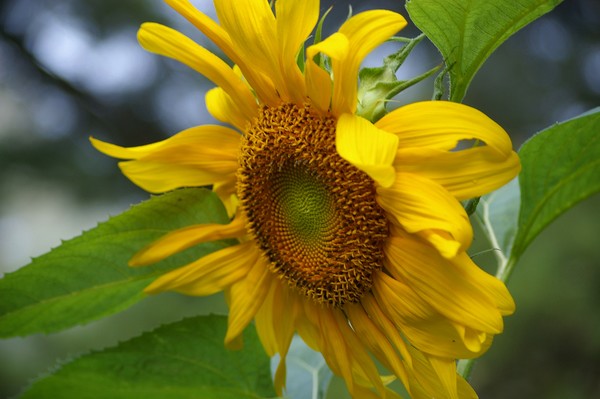giant sunflower